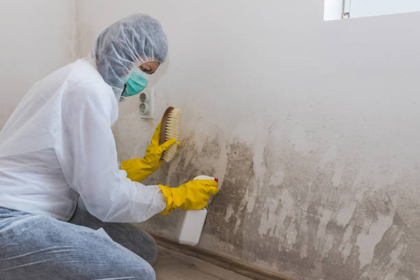 Best Real Estate Mold Inspection in USA