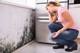 Best Water Damage & Mold Remediation in USA